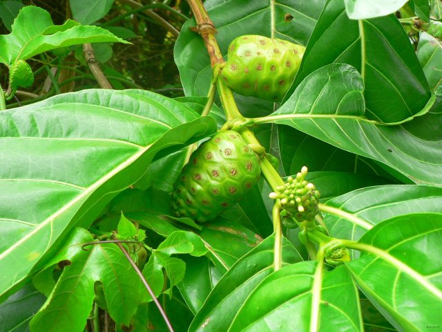 124- Noni 